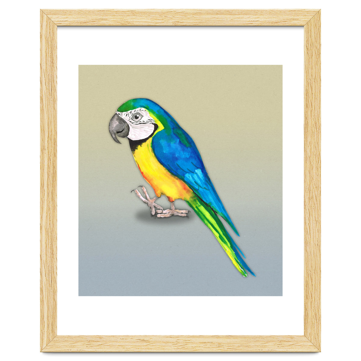 Blue and yellow macaw