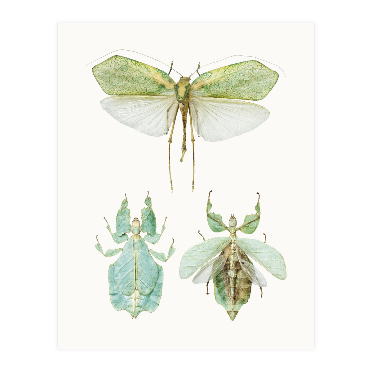 Cc Insects 07 (Print Only)