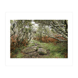 Undergrowth (Print Only) thumbnail