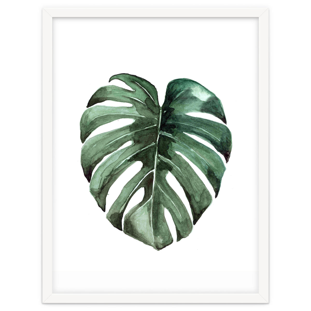 Botanical Illustration Monstera Deliciosa