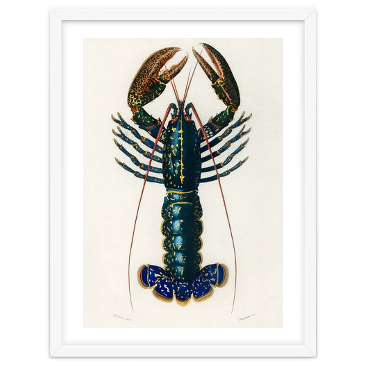 Crimson Crawfish illustrated