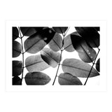 Experiments with Leaves II (Print Only) thumbnail