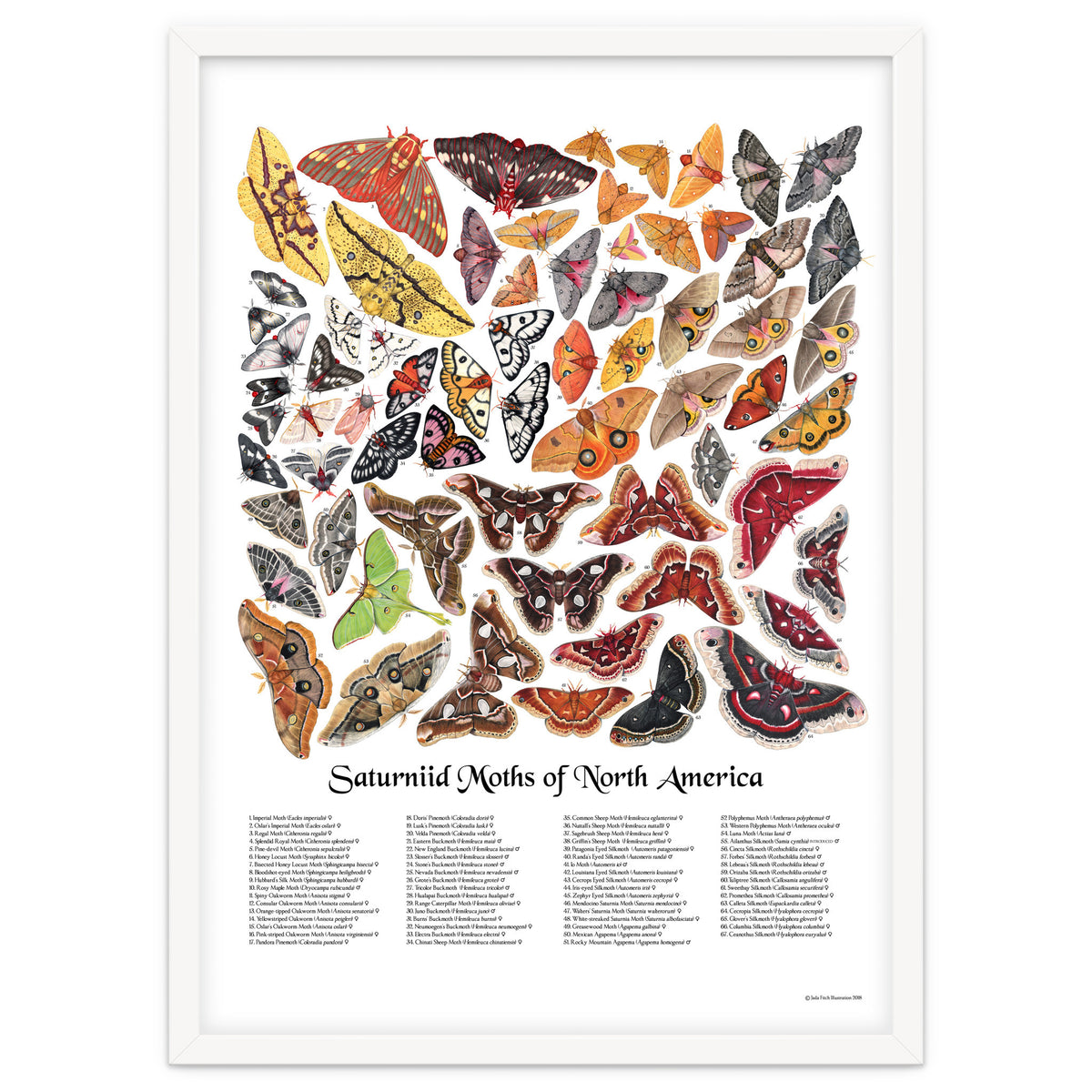 Saturniid Moths of North America