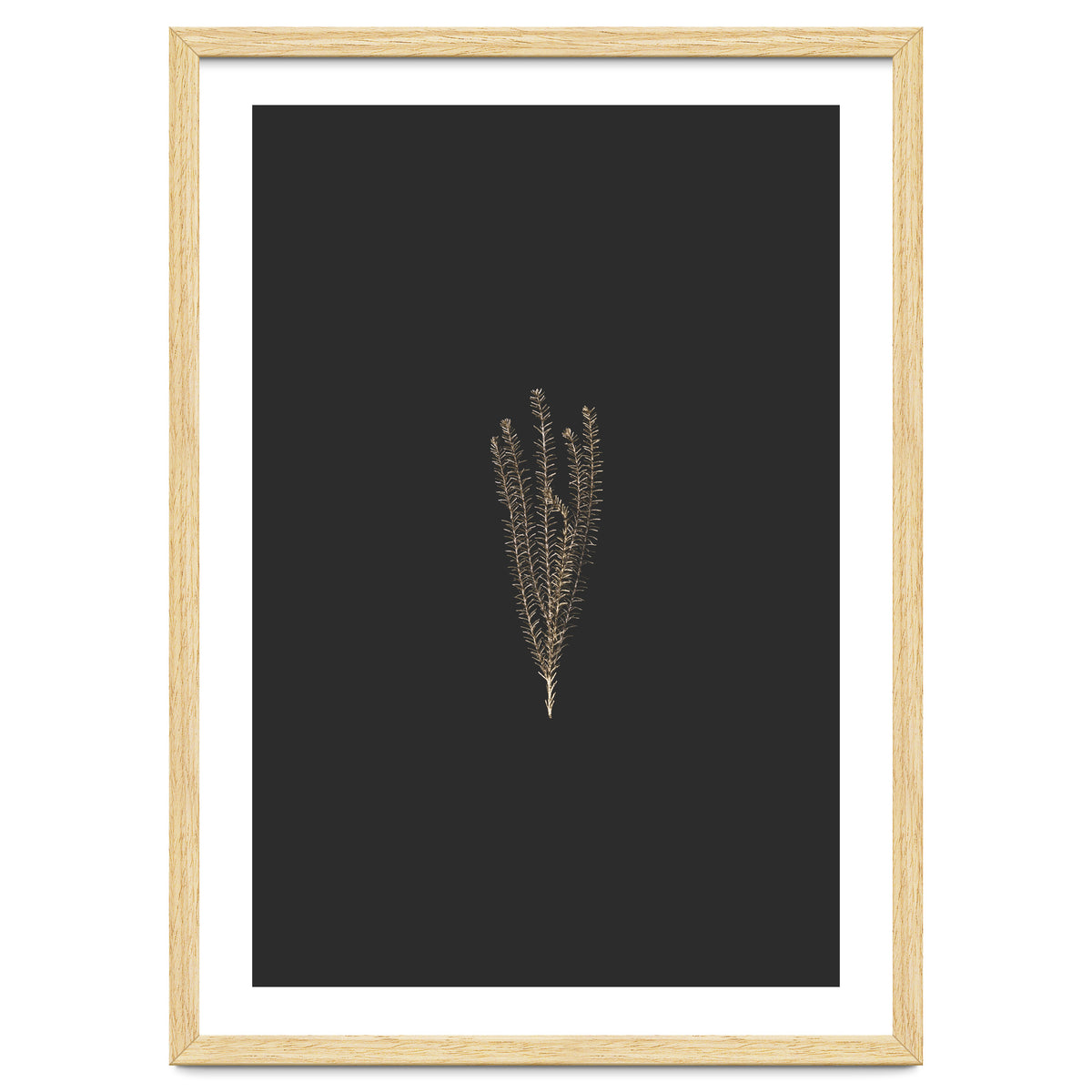 Delicate Fynbos Botanicals in Gold and Black