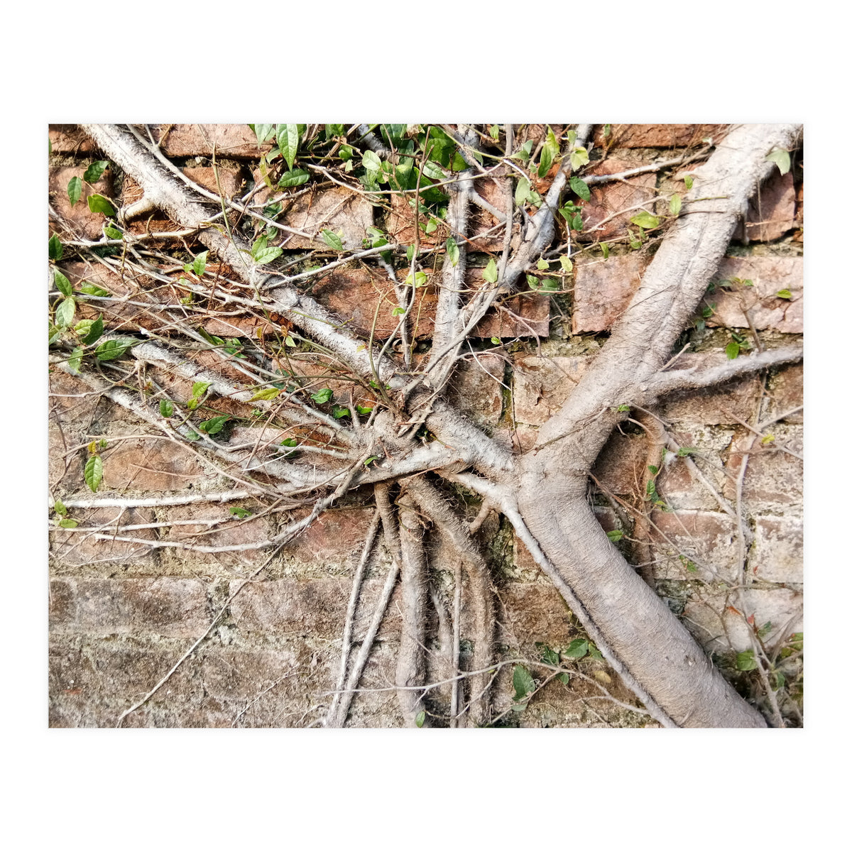 Roots (Print Only)