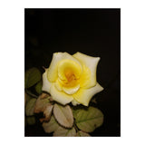 Yellow Rose (Print Only) thumbnail