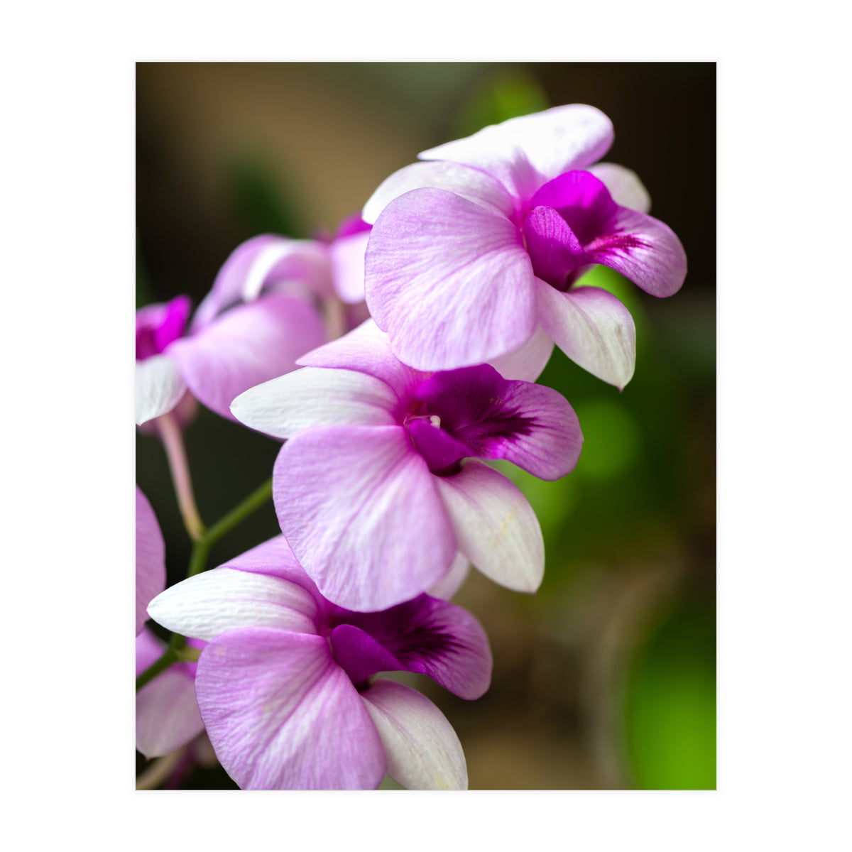 Orchidee (Print Only)