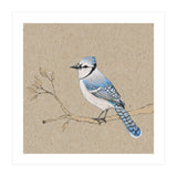 Blue jay (Print Only) thumbnail
