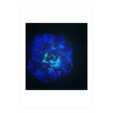 Lucky Blue Rose (Print Only) thumbnail