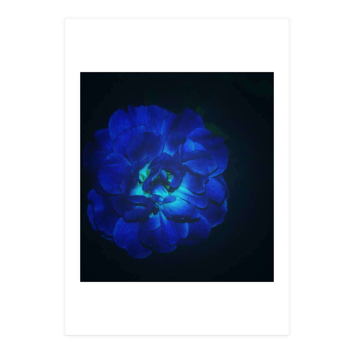 Lucky Blue Rose (Print Only)