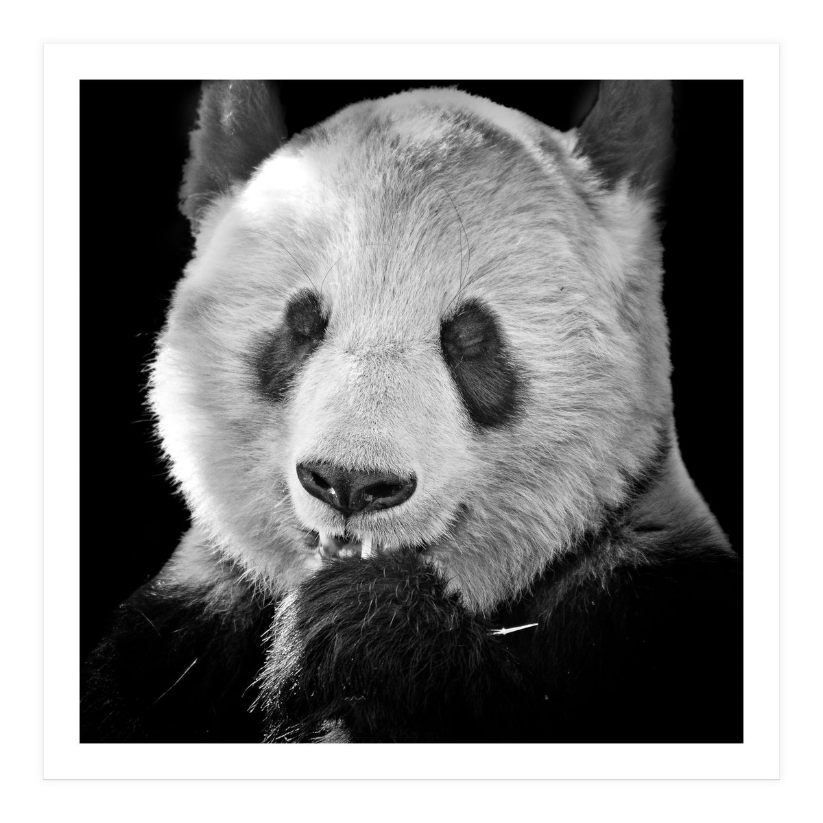 Great Panda (Print Only)