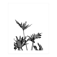 Monstera Black And White 08 (Print Only)