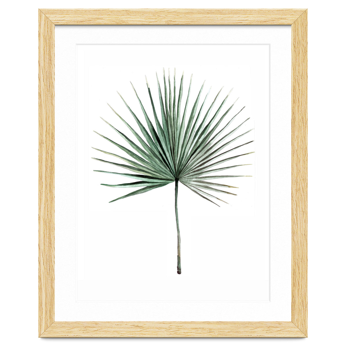 Botanical Illustration Fanpalm