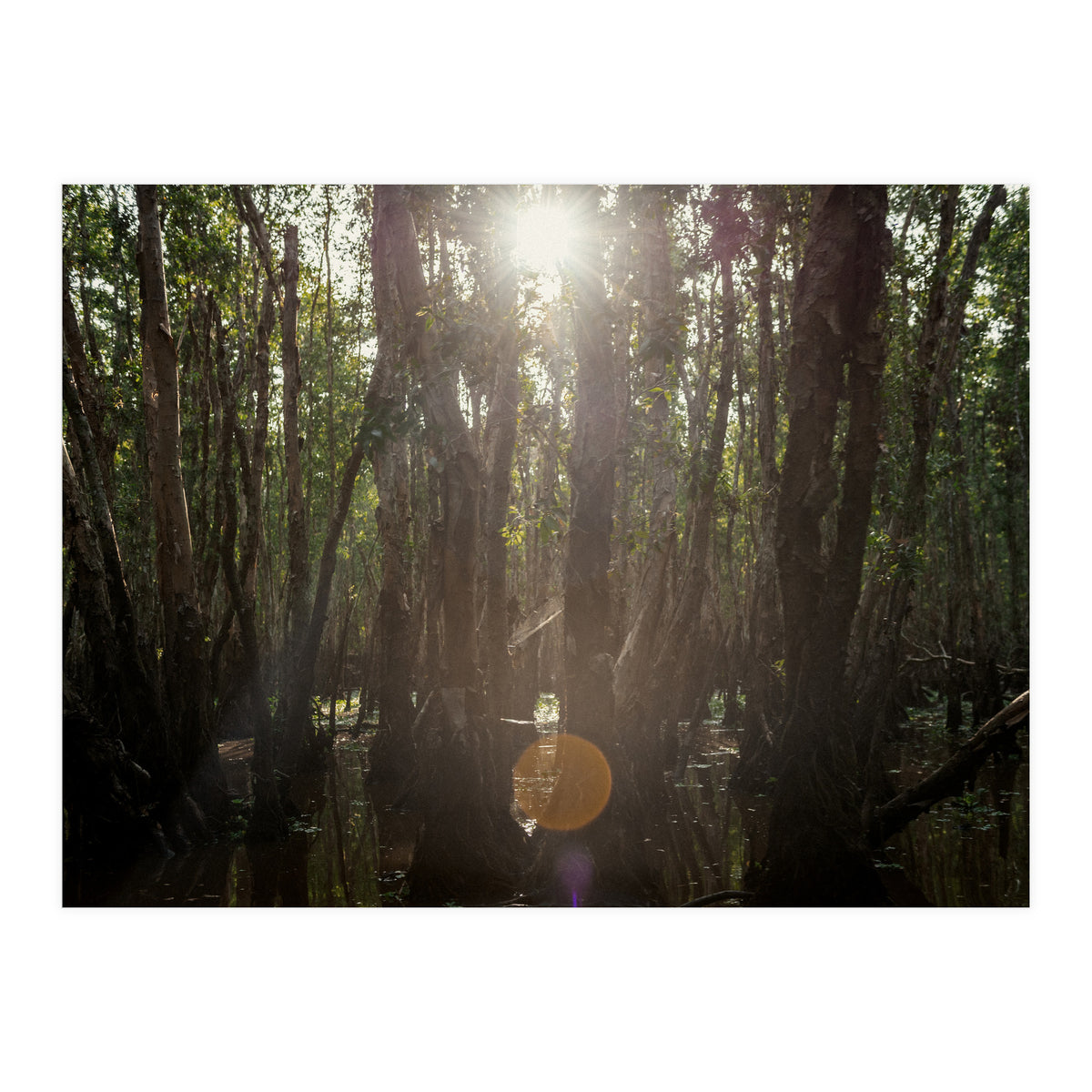 Morning in Vietnam (Print Only)