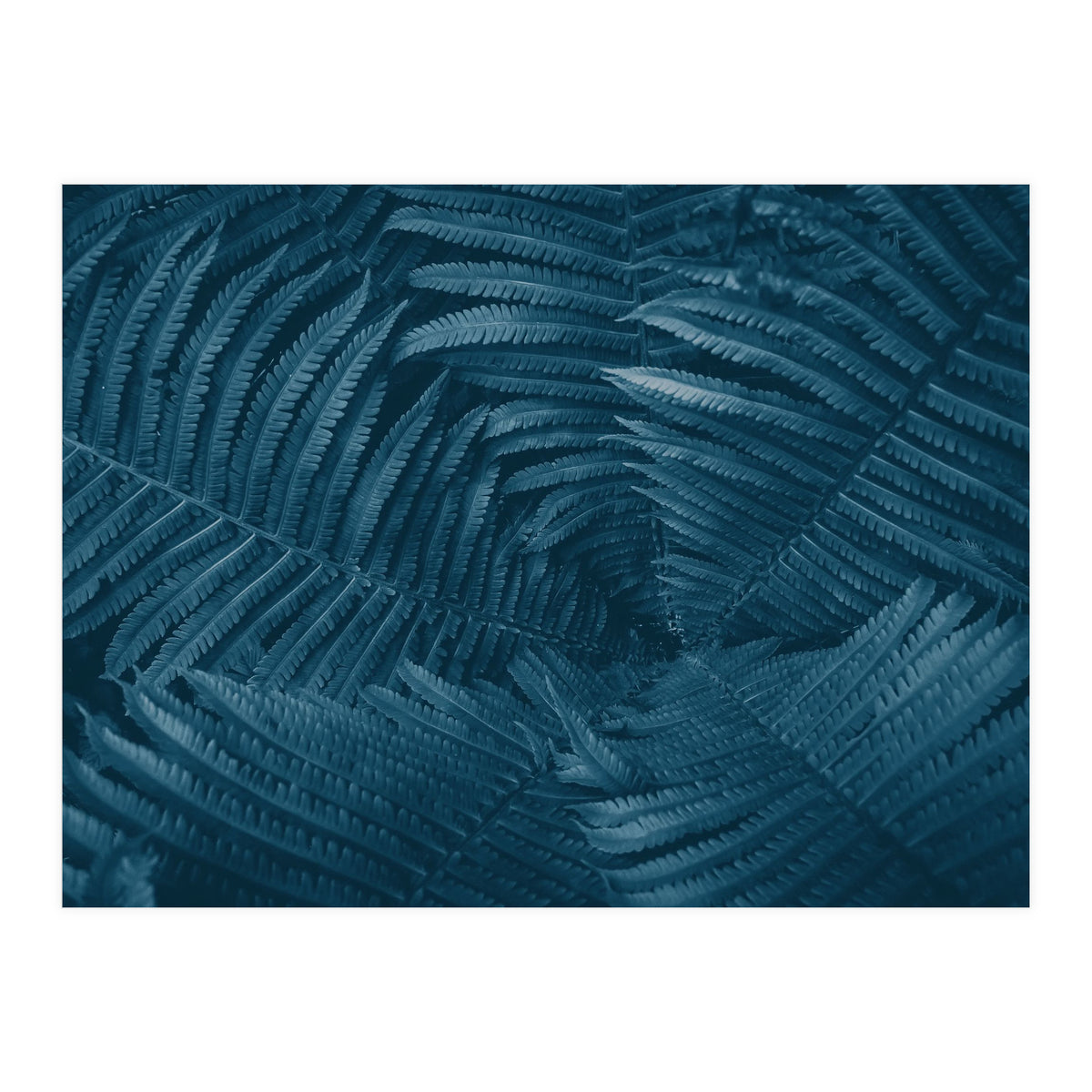 Pteridopsida 4 (Print Only)