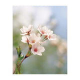 FLOWER (Print Only) thumbnail