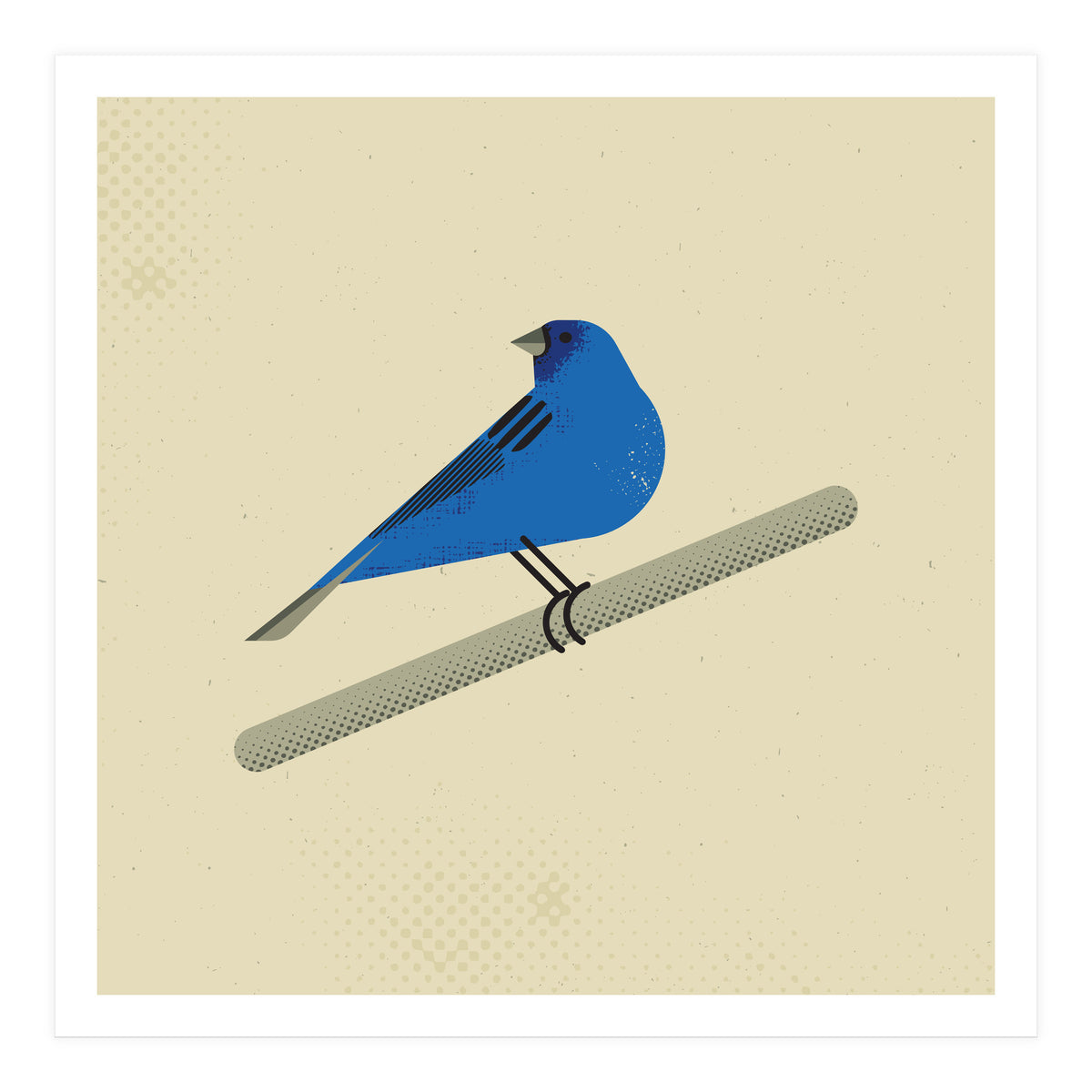 Indigo Bunting  (Print Only)