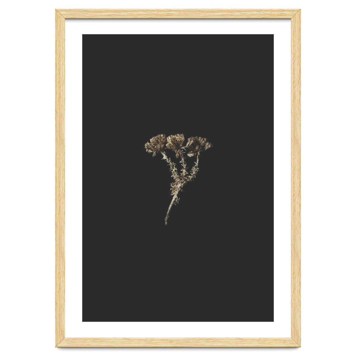 Gold Burst Botanicals