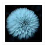 Asteraceae (Print Only) thumbnail
