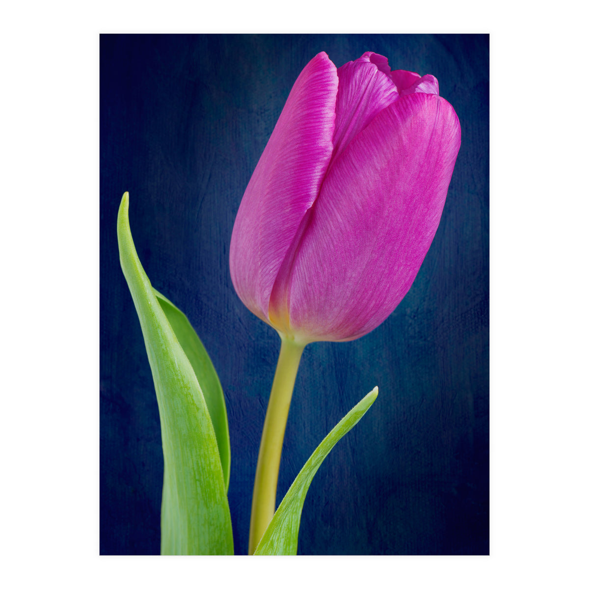 Tulip (Print Only)