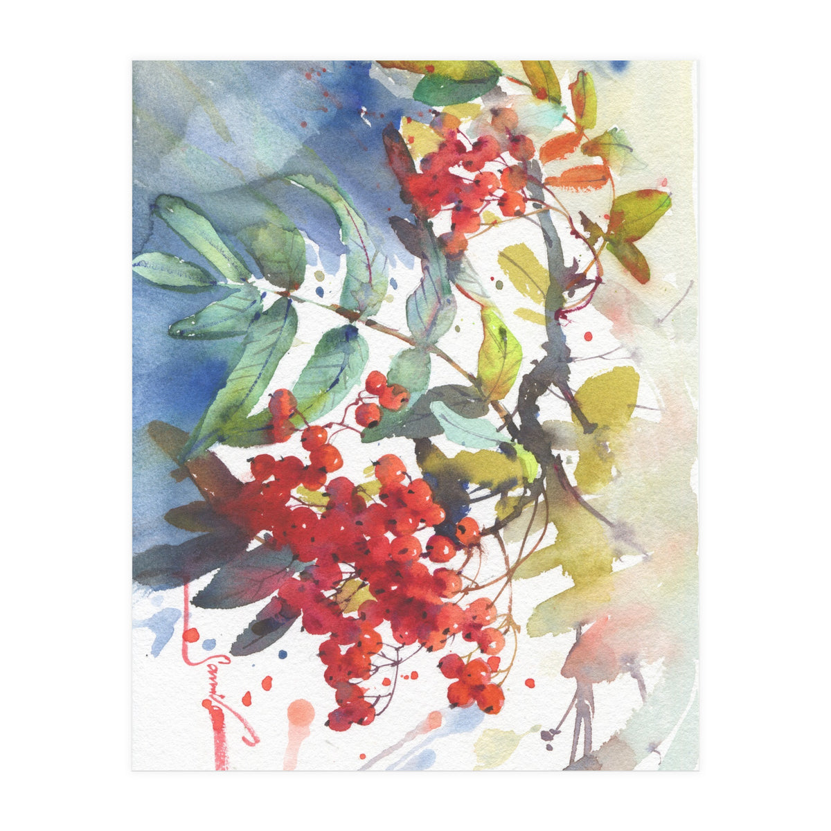 Viburnum / Guelder rose (Print Only)