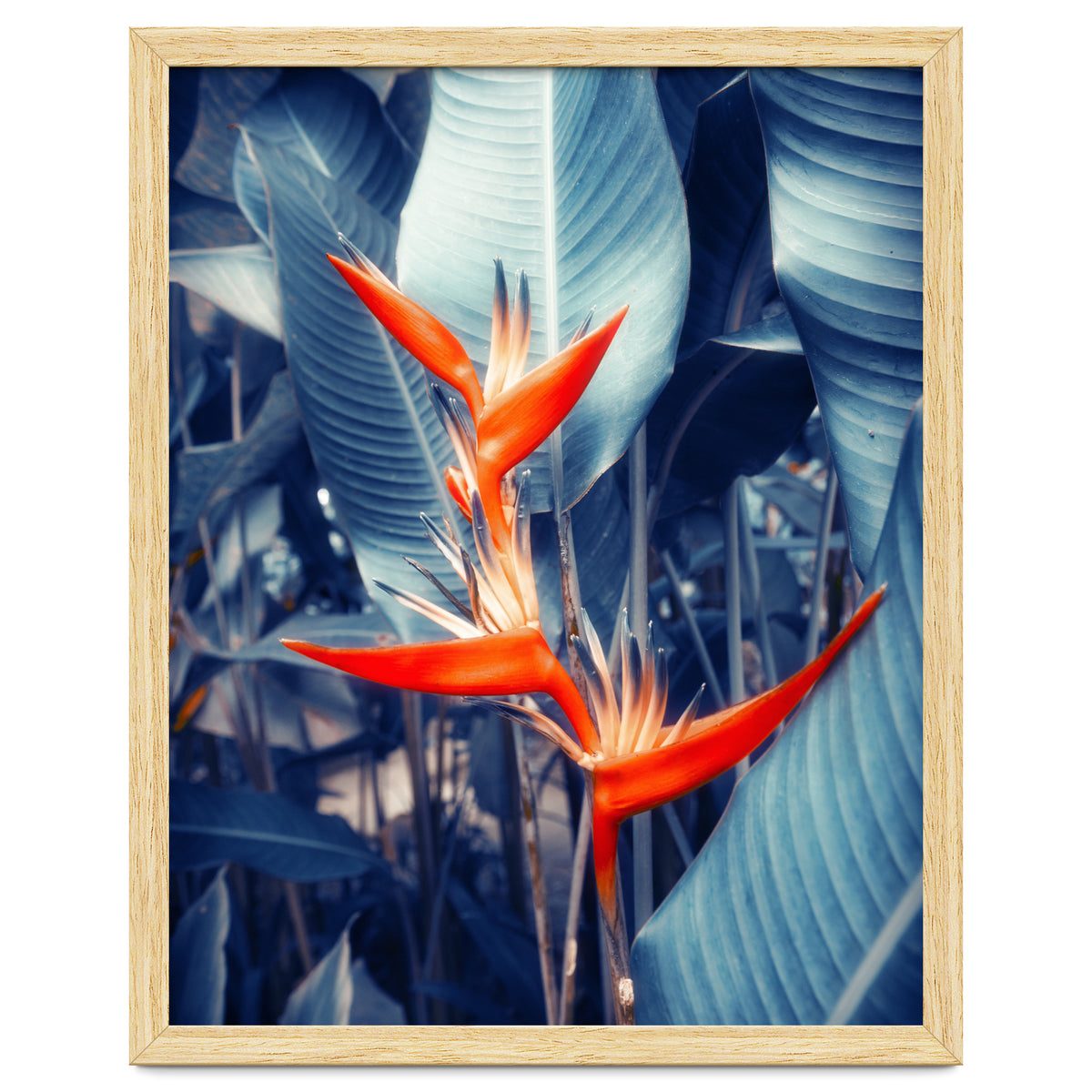 Parakeet Tropical Flower