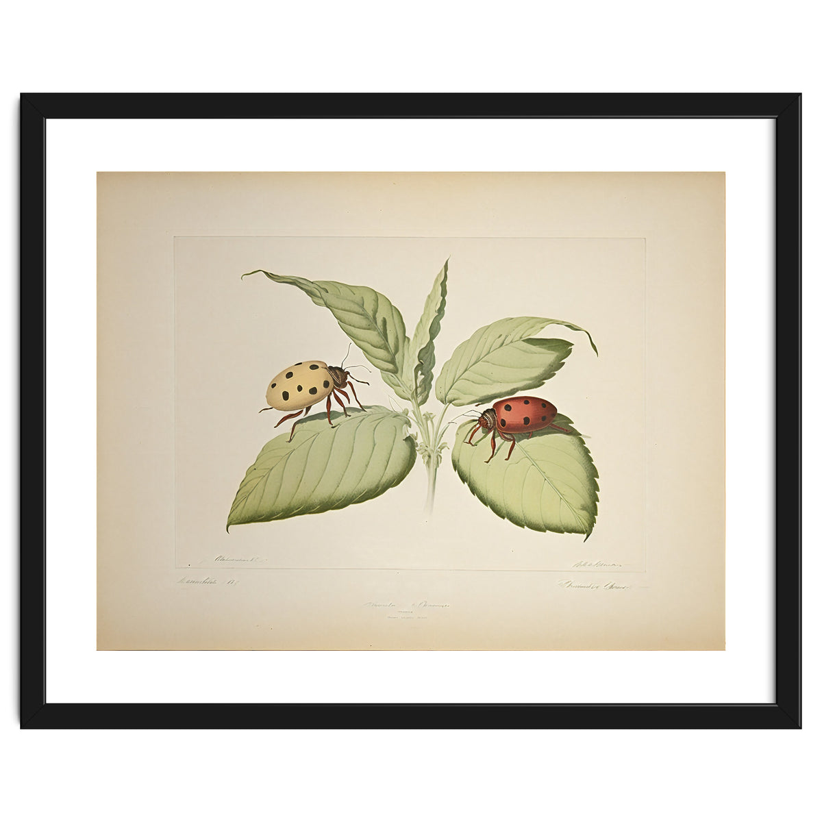 Vintage Ladybirds Illustration