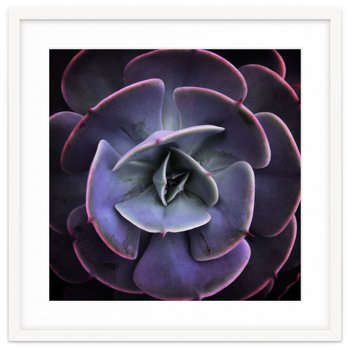 DARKSIDE OF SUCCULENTS VII