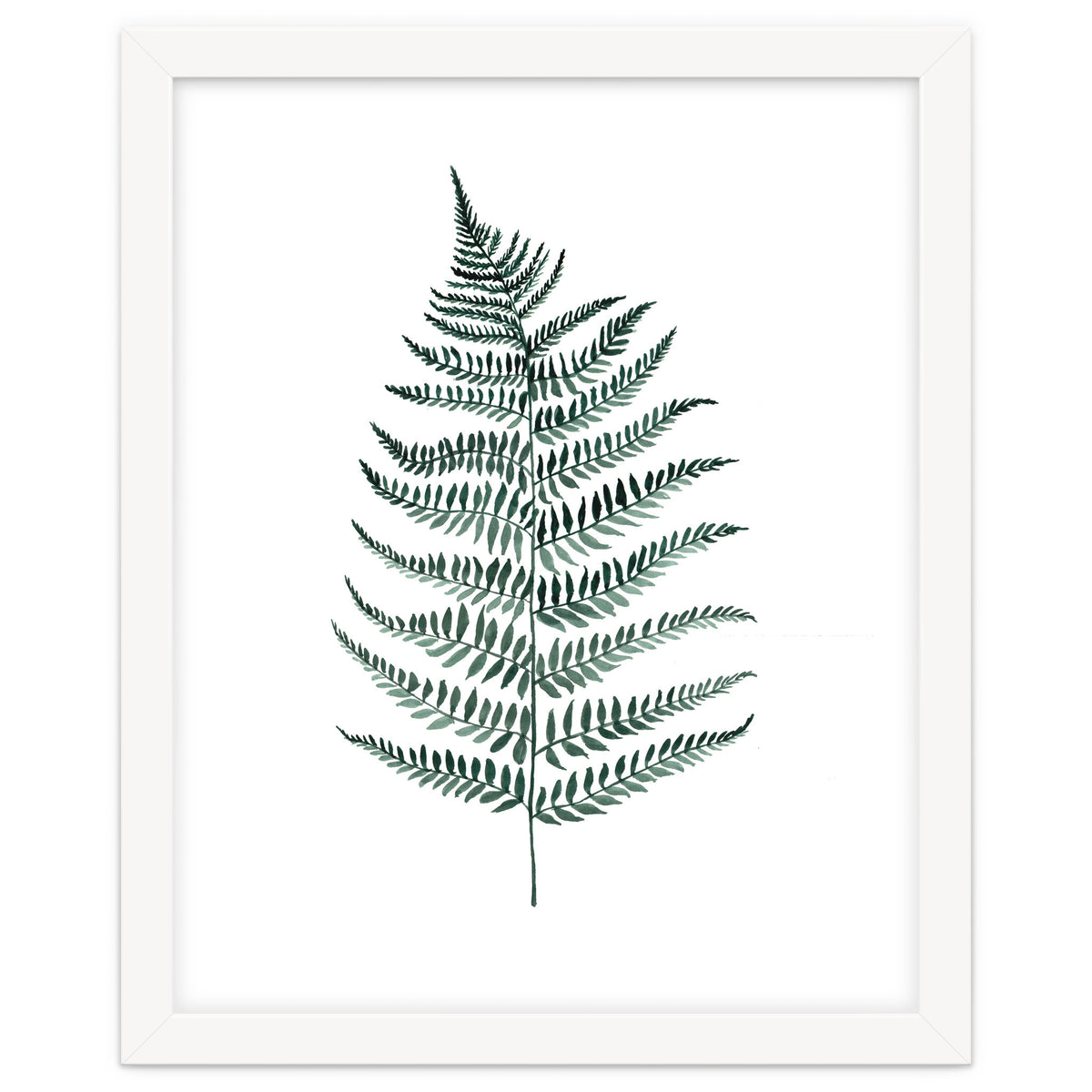 Botanical Illustration Silverfern