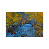 Nature (Print Only) thumbnail