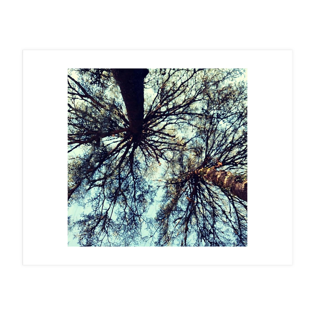 Ataraxia - Tree Series 3 (Print Only)