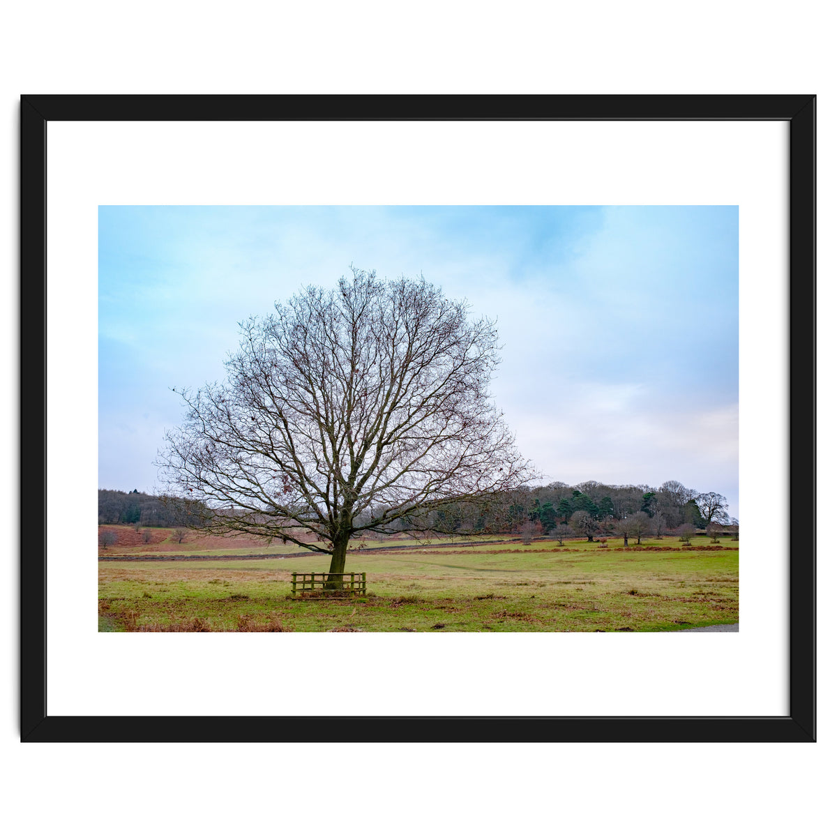 Young Oak Tree in Winter