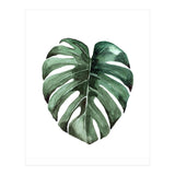 Botanical Illustration Monstera Deliciosa (Print Only) thumbnail