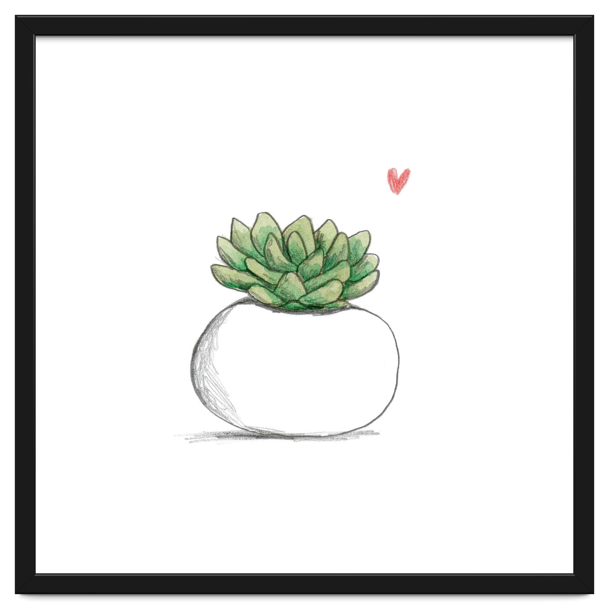 Succulent in Small White Planter