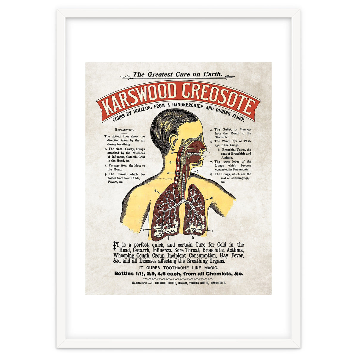 anatomy digestive system poster