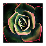 DARKSIDE OF SUCCULENTS XV (Print Only) thumbnail
