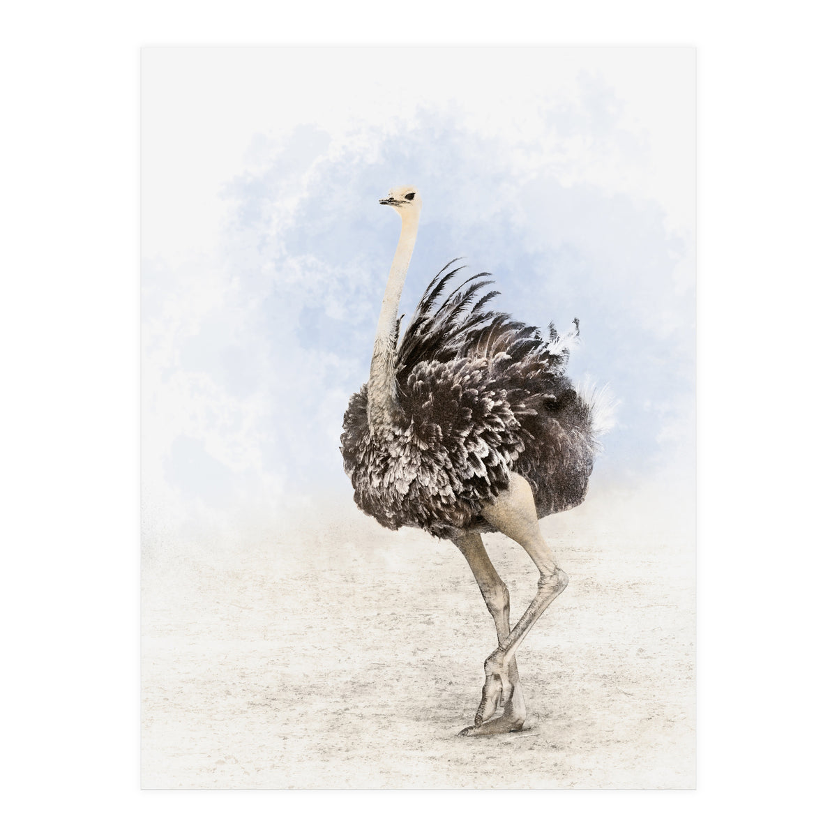 Ostrich (Print Only)