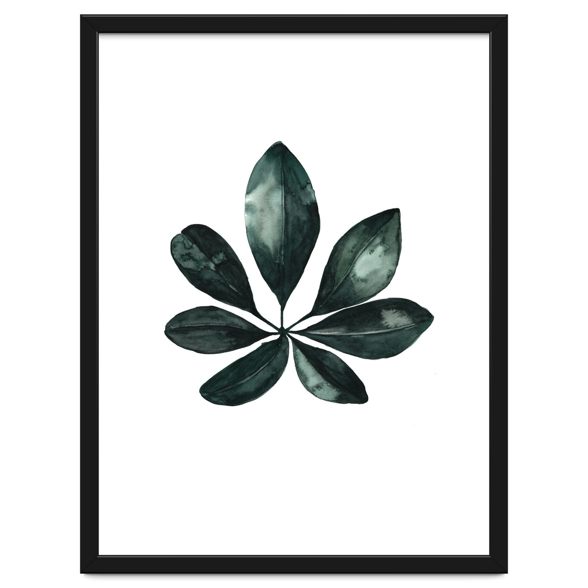 Botanical Illustration Arboricola Schefflera