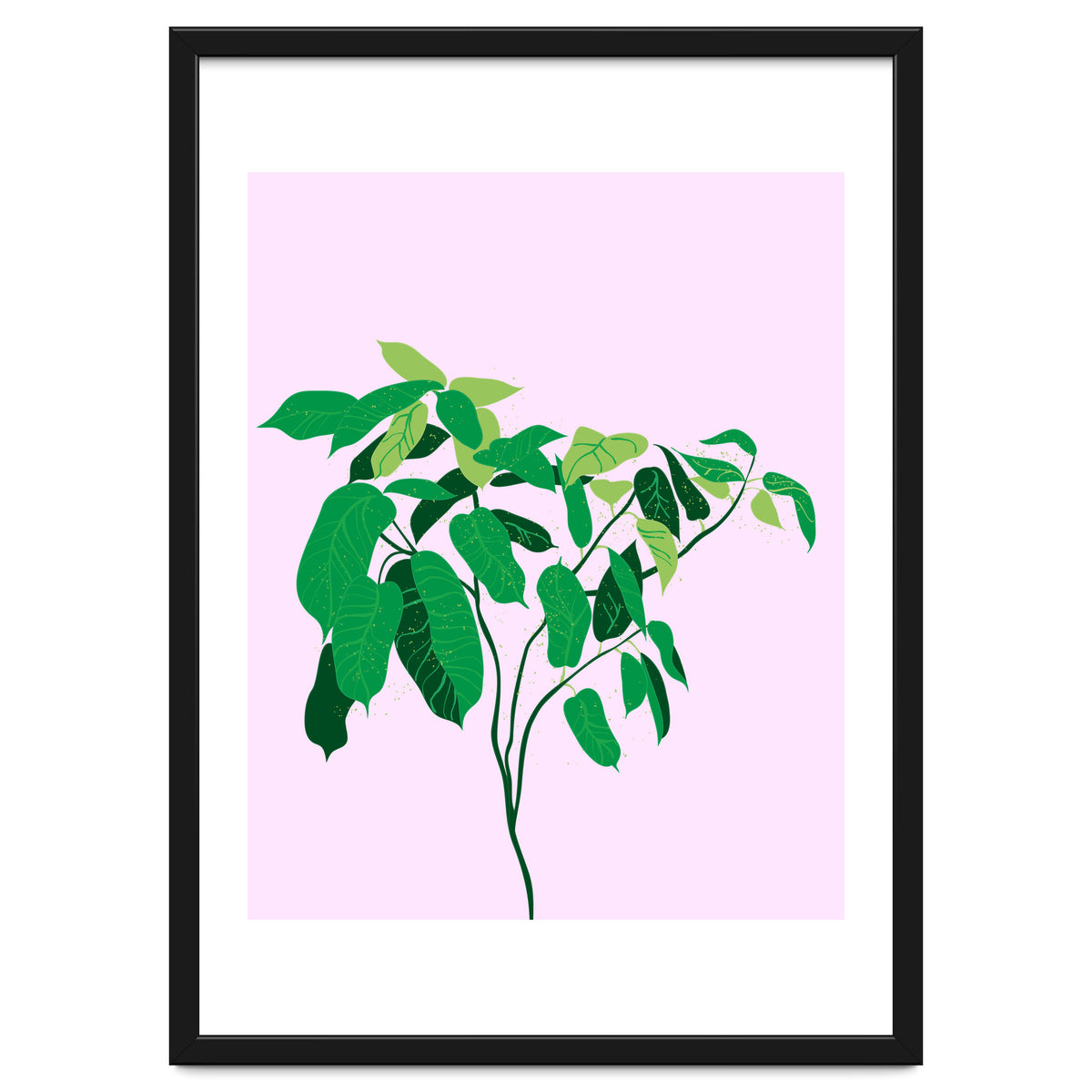 Ficus on Pink Background