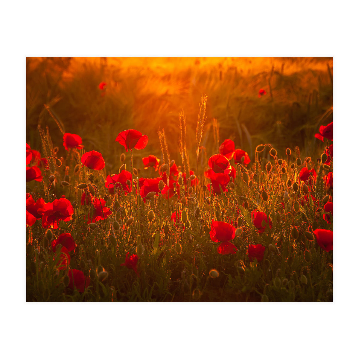 Poppies At Summer (1) (Print Only)