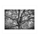 Lichens (Print Only) thumbnail