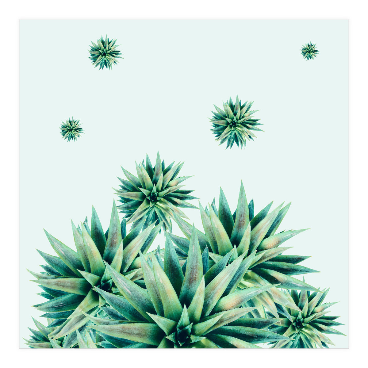 Tropical Stars (Print Only)