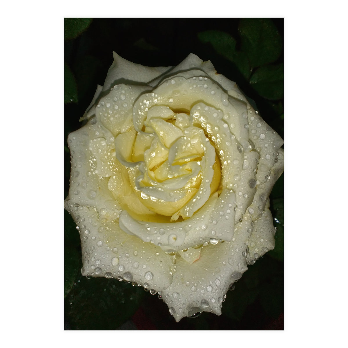 Floribunda Rose (Print Only)