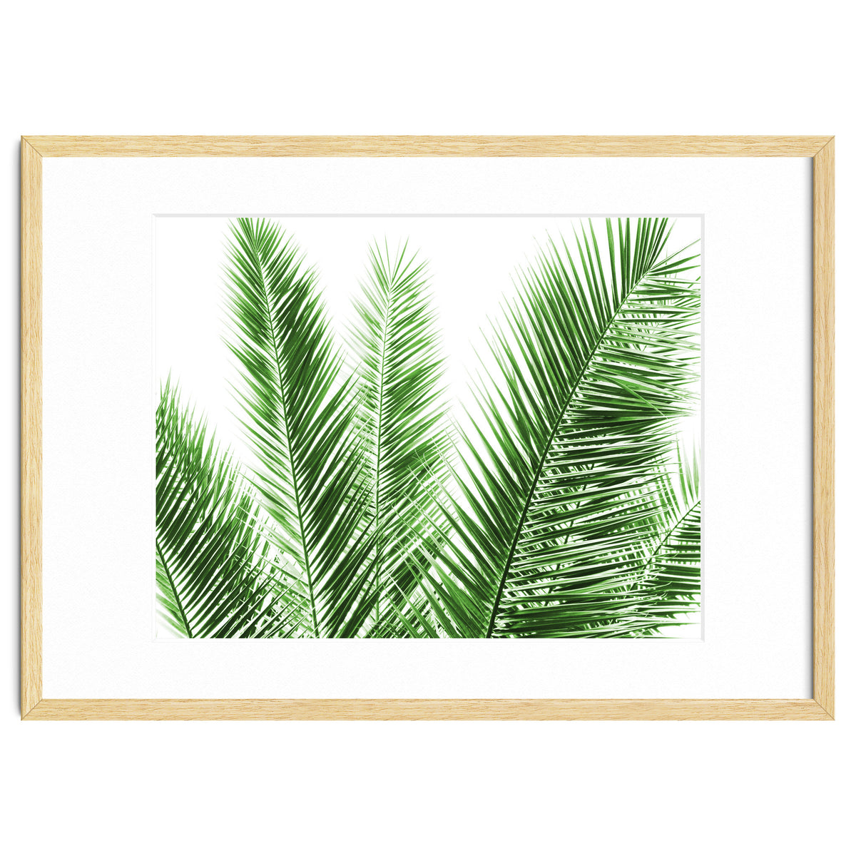 Palm Leaves