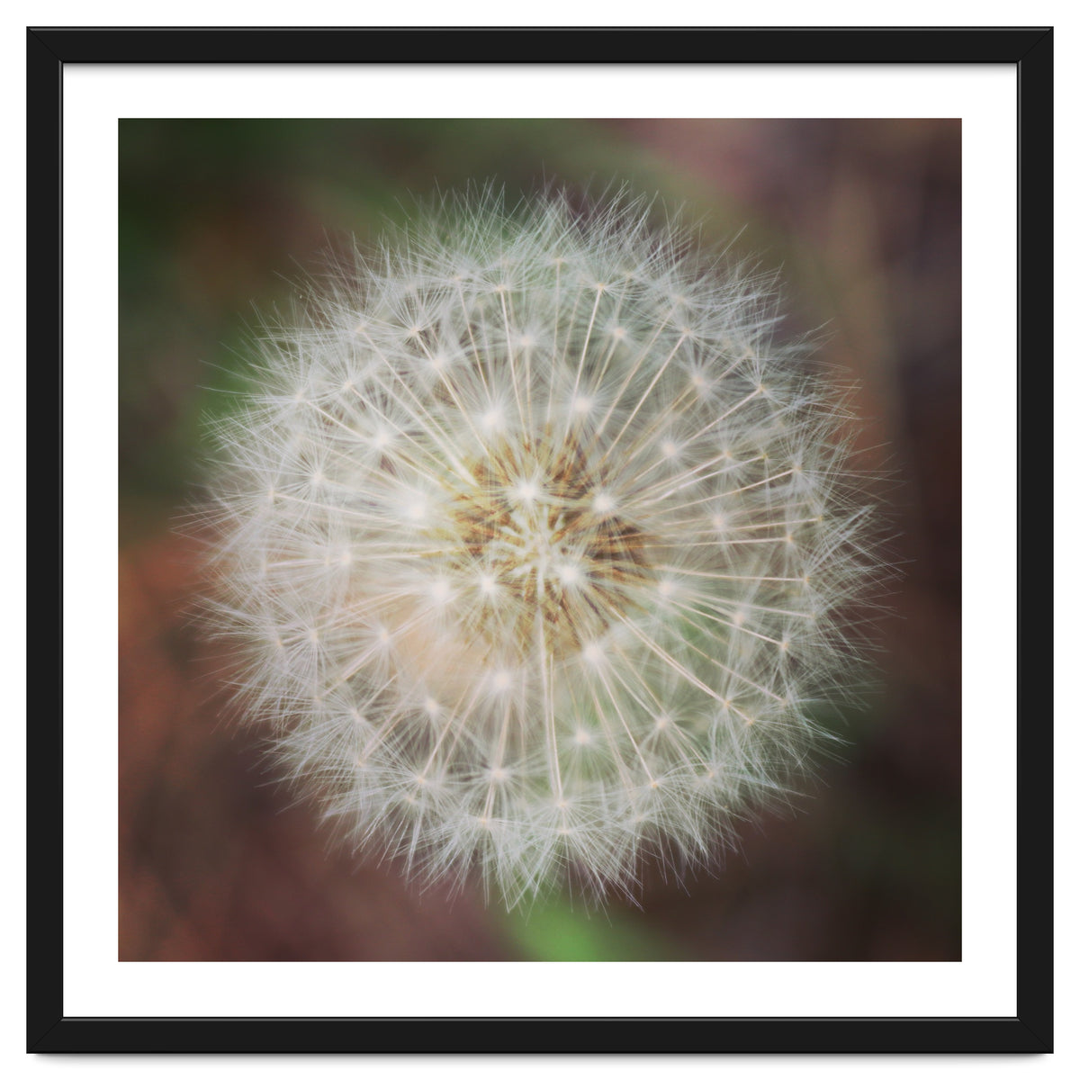 dandelion clock