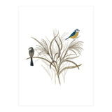 Garden Birds (Print Only) thumbnail