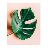 Monstera Shadow (Print Only) thumbnail