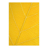 Autumn Leaf (Print Only) thumbnail