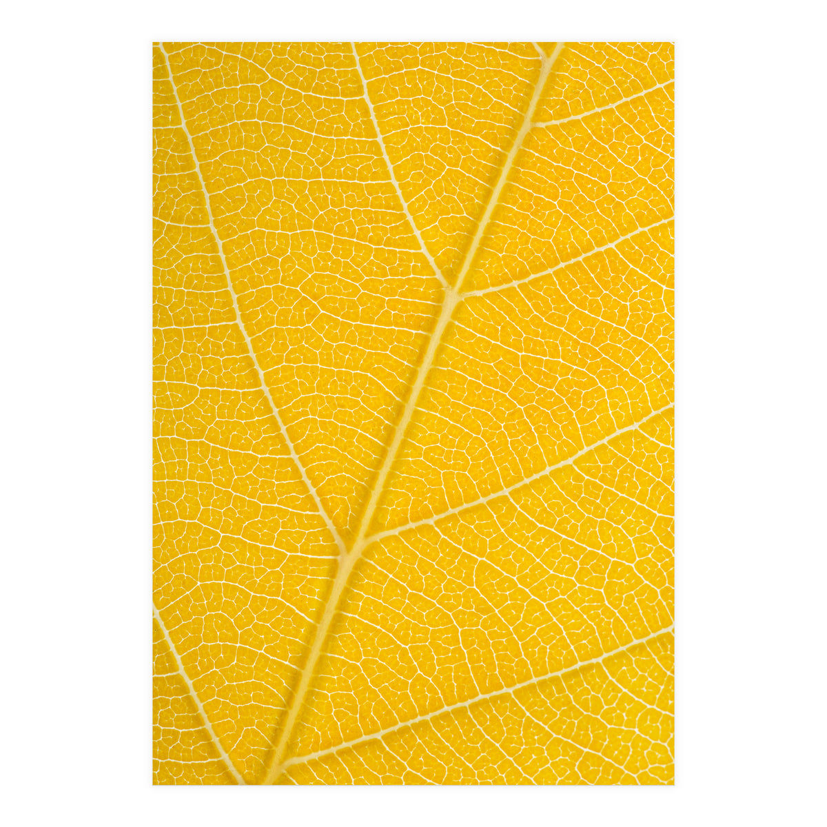 Autumn Leaf (Print Only)