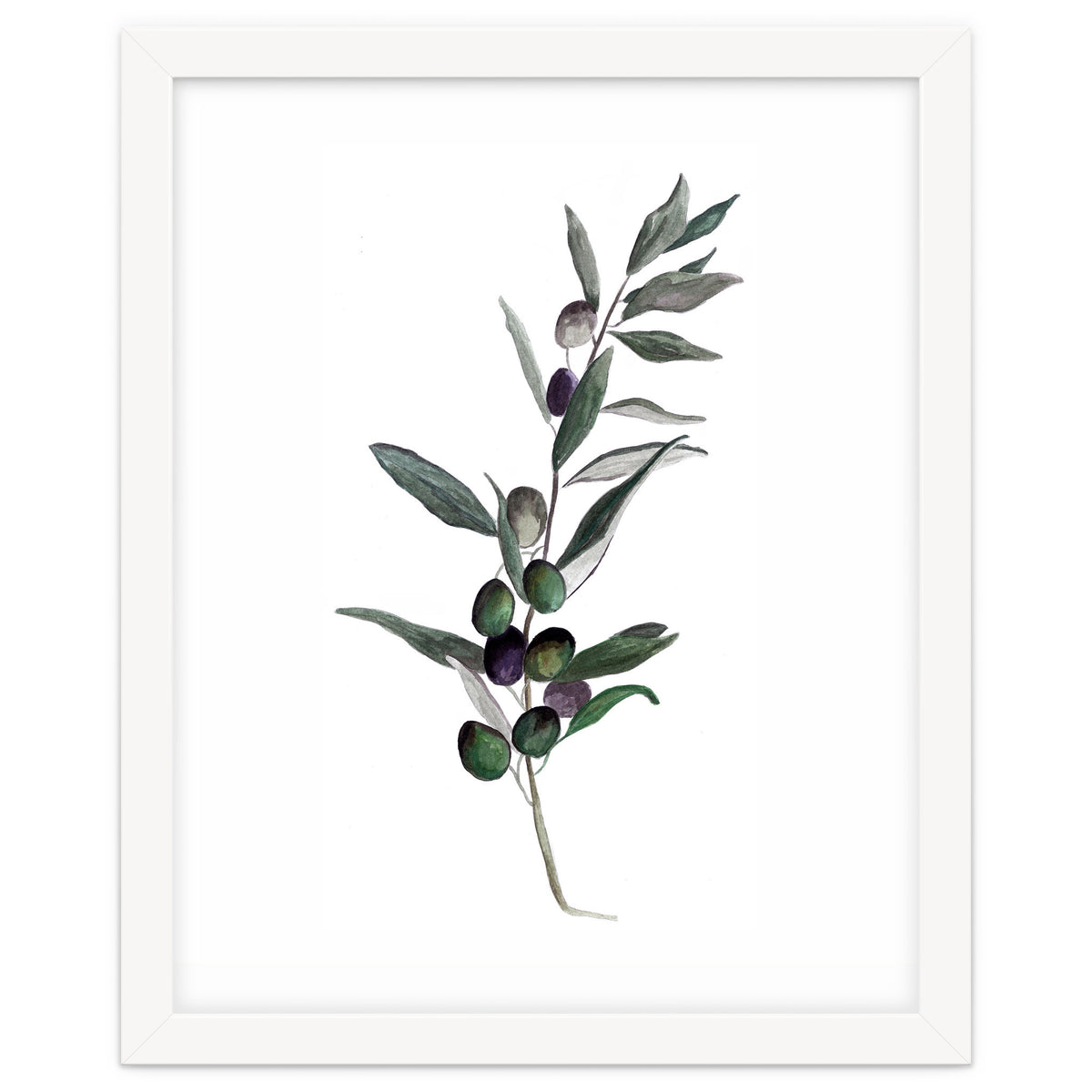 Botanical Illustration Olive